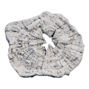 บล็อคทางเท้า ตอไม้ 40x45x5 ซม.